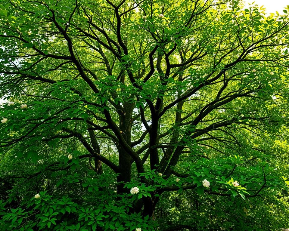 Sichtschutz Spalierbaum