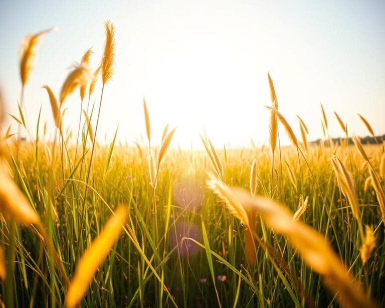 Wie wichtig ist Sonnenlicht für die Stimmung?