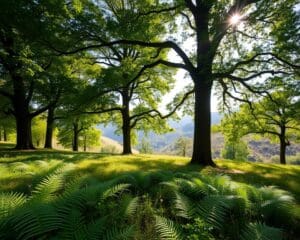 Wie entsteht ein natürlicher Schattenplatz unter Bäumen?